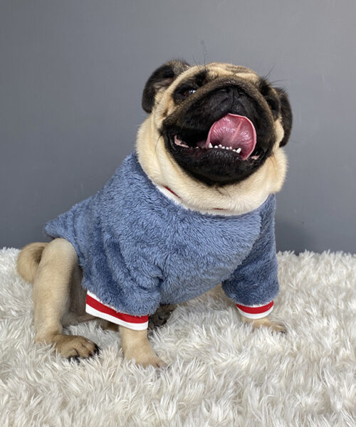 Haustierpullover