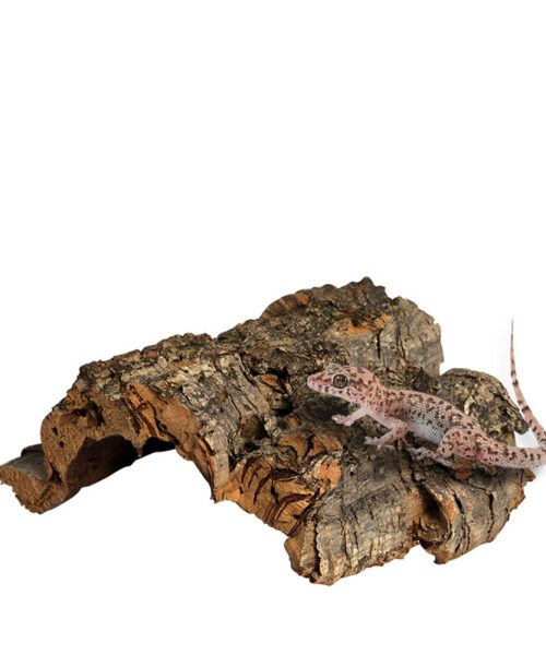 Reptilien-Terrarium-Landschaftsdekoration