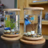 Kleines Büroglas-Aquarium mit Bambussockel