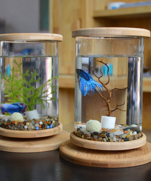 Kleines Büroglas-Aquarium mit Bambussockel