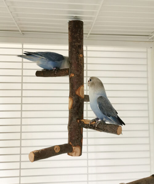 Papagei-Vogel-Holz-Ständer-Pole-Spielzeug