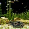 Aquarium-Landschaftsdekoration