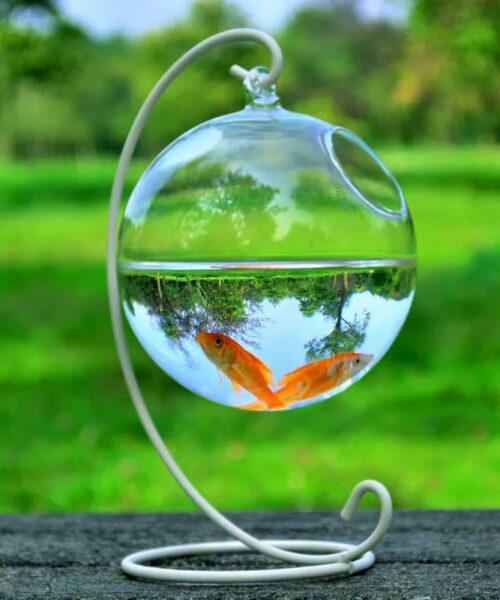 Hängendes Glasvase-Aquarium