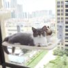 Katze Saugnapf Fenster Glas Hängematte Haustier Katze