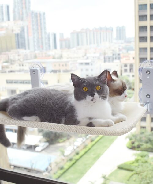 Katze Saugnapf Fenster Glas Hängematte Haustier Katze
