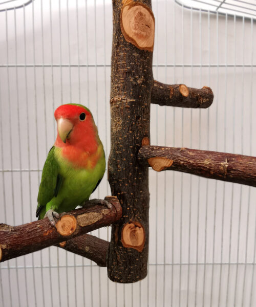 Papagei-Vogel-Holz-Ständer-Pole-Spielzeug