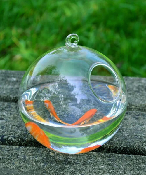 Hängendes Glasvase-Aquarium