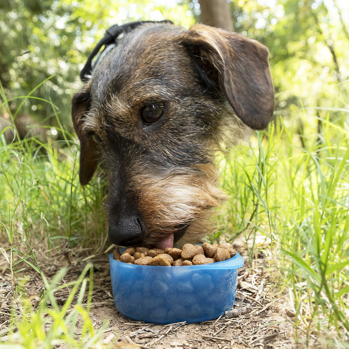 2-in-1-Flasche mit Wasser- und Futterbehältern für Haustiere Pettap InnovaGoods